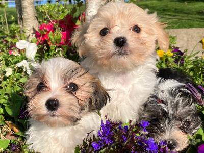 Maltese x Shih Tzu puppies in Wexford