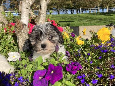 Maltese x Shih Tzu puppies in Wexford