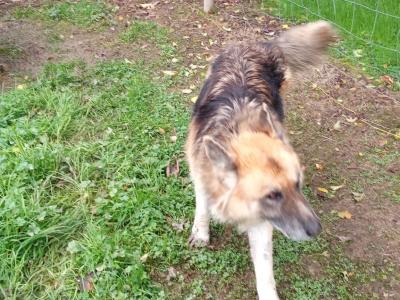 Male German Shepherd / Alsatian in Longford for Rehoming