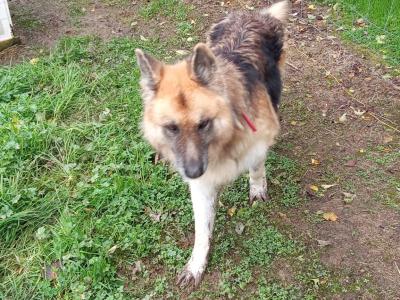 Male German Shepherd / Alsatian in Longford for Rehoming