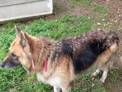 Male German Shepherd / Alsatian in Longford for Rehoming