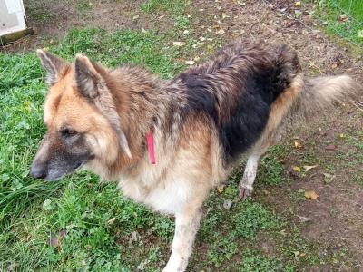 Male German Shepherd / Alsatian in Longford for Rehoming