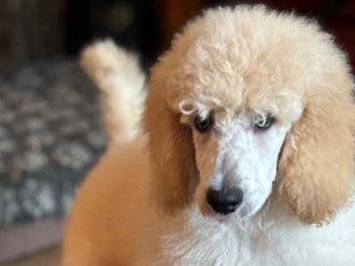 Standard Poodle puppy IKC ,CHAMP lines, Health Tested  Parents . SHOW QUALITY <3