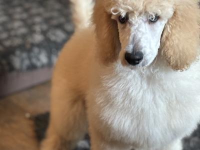 Standard Poodle Puppy IKC Ready . Gorgeous  Male  Ready  <3 NON SHED!