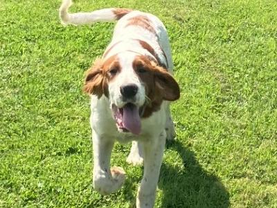 Needs Homed Urgent. Irish Setter male and female puppies in Longford