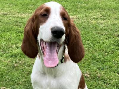 Irish Setter male and female puppies in Longford
