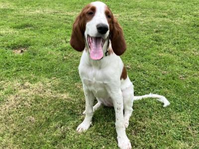 Needs Homed Urgent. Irish Setter male and female puppies in Longford