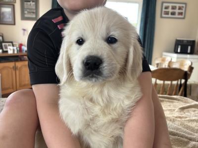 Golden Retriever puppies in Cork 🐶