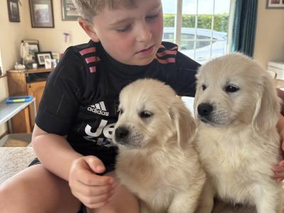 Golden Retriever puppies in Cork 🐶