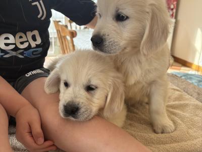Golden Retriever puppies in Cork 🐶