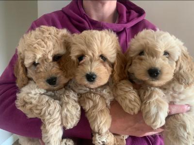 Cockapoo puppies for sale in Wexford