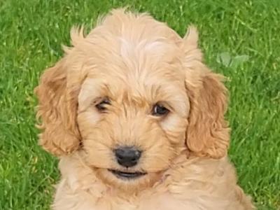 Cockapoo puppies for sale in Wexford