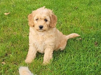 Cockapoo puppies for sale in Wexford