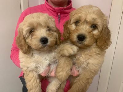 Cockapoo puppies for sale in Wexford