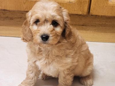 Cockapoo puppies for sale in Wexford