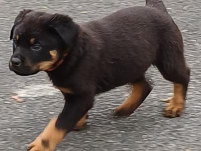 Rottweiler puppies in Carlow