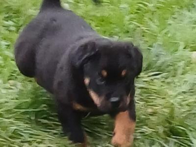 Rottweiler puppies in Carlow