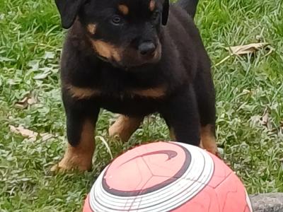 Rottweiler puppies in Carlow