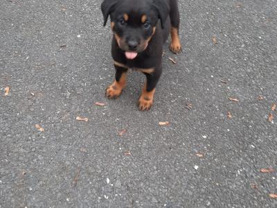 Rottweiler puppies in Carlow