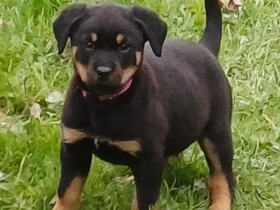 Rottweiler puppies in Carlow