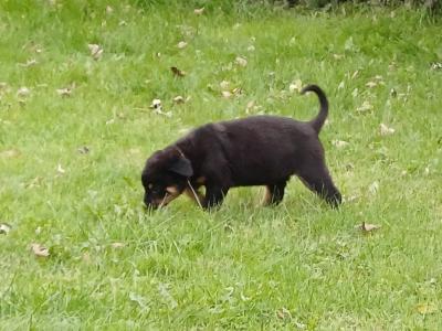 Rottweiler puppies in Carlow