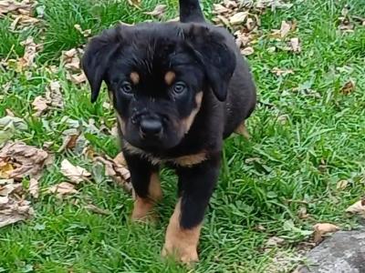 Rottweiler puppies in Carlow