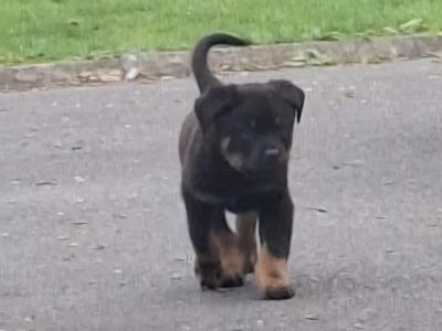 Rottweiler puppies in Carlow