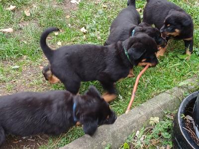 Rottweiler puppies in Carlow