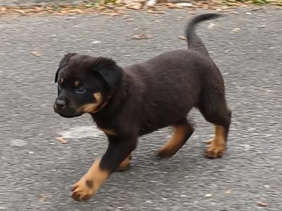Rottweiler puppies in Carlow