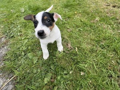 Jack Russell puppies for sale in Cork