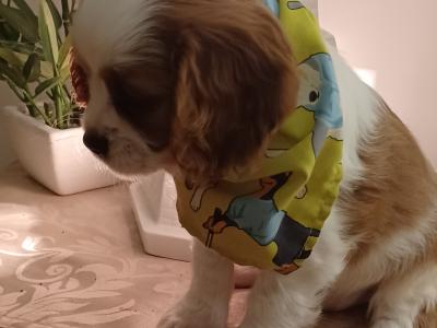 3 male Cavalier King Charles puppies in Mayo