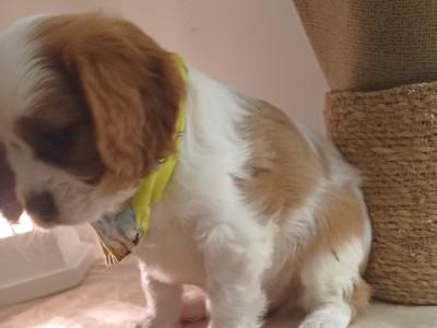 3 male Cavalier King Charles puppies in Mayo