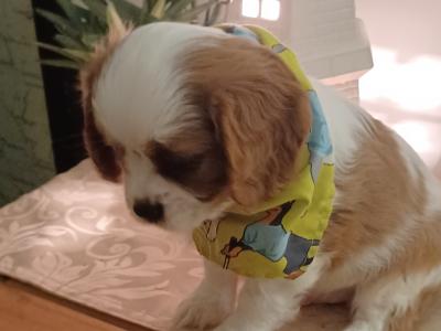 3 male Cavalier King Charles puppies in Mayo