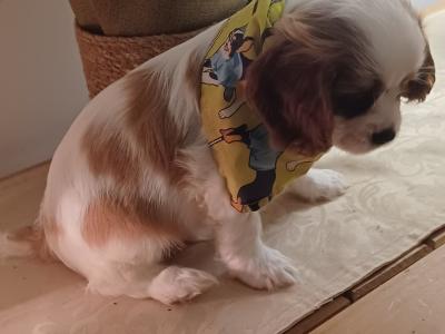 3 male Cavalier King Charles puppies in Mayo