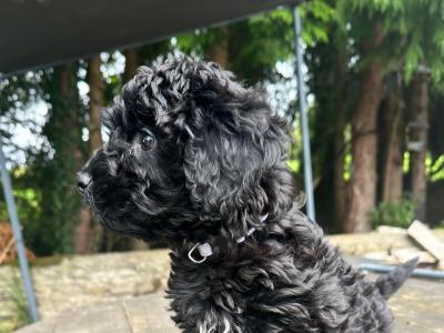 Willow is a beautiful female Cavaspoodle puppy 4 months old for sale in Laois