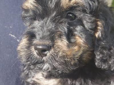 Beautiful Cockapoo puppies in Sligo