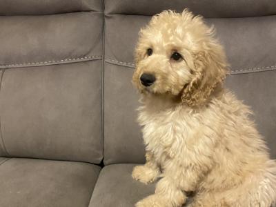 Cockapoo puppies for sale in Sligo - 087 2061873