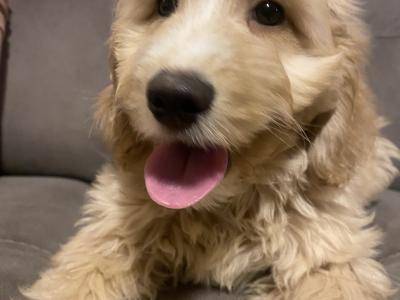 Cockapoo puppies for sale in Sligo - 087 2061873
