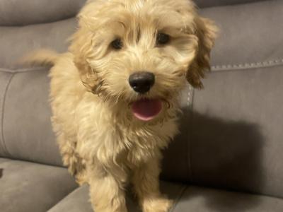 Cockapoo puppies for sale in Sligo - 087 2061873