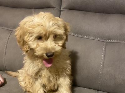 Cockapoo puppies for sale in Sligo - 087 2061873