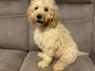 Cockapoo puppies for sale in Sligo - 087 2061873