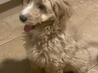 Cockapoo puppies for sale in Sligo - 087 2061873
