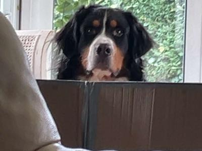 Ben Ganly the IKC Registered Bernese Mountain Dog 🥰