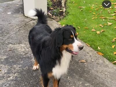 Ben Ganly the IKC Registered Bernese Mountain Dog 🥰