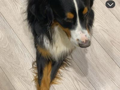 Ben Ganly the IKC Registered Bernese Mountain Dog 🥰
