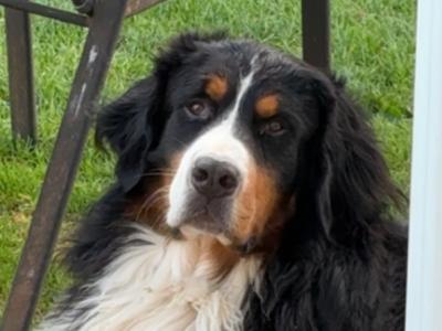 Ben Ganly the IKC Registered Bernese Mountain Dog 🥰
