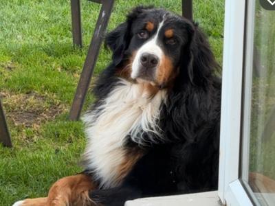 Ben Ganly the IKC Registered Bernese Mountain Dog 🥰