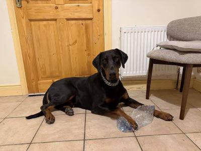 Duke is a friendly IKC Registered male Dobermann puppy 15 months old in Cavan needs a new home