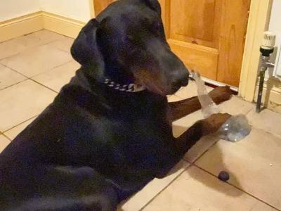 Duke is a friendly IKC Registered male Dobermann puppy 15 months old in Cavan needs a new home