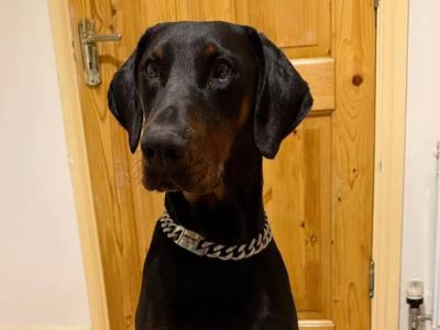 Duke is a friendly IKC Registered male Dobermann puppy 15 months old in Cavan needs a new home